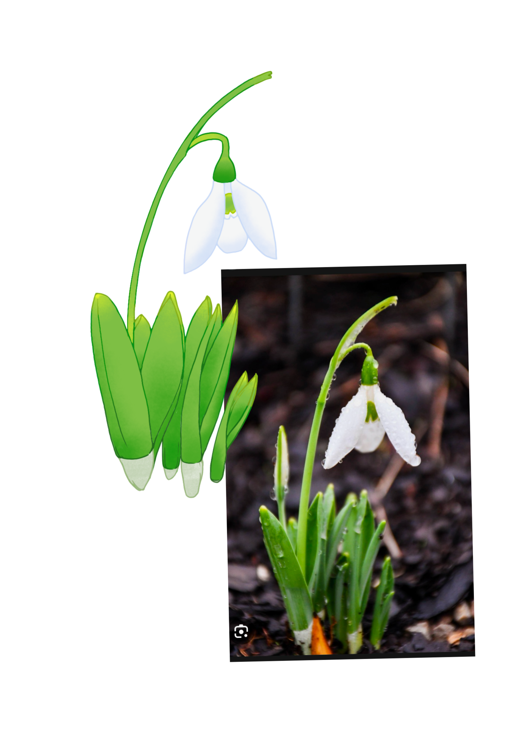 anime snowdrops