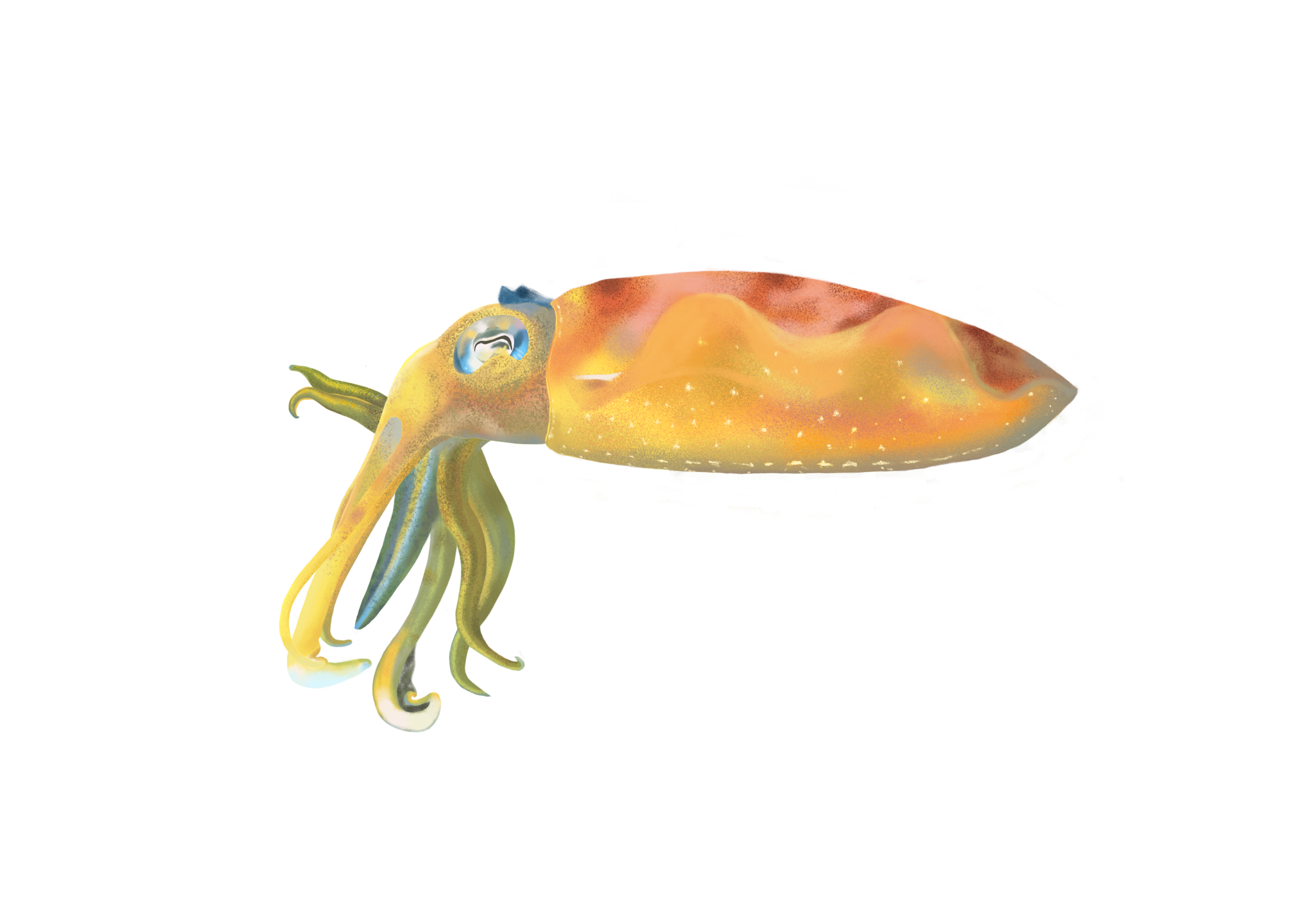 realistic squid